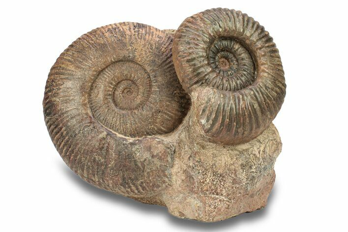 Wide, Jurassic Ammonite (Hammatoceras) Display - France #279353